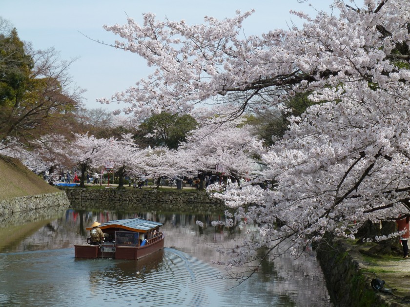 Cherry blossom around Hikone castle