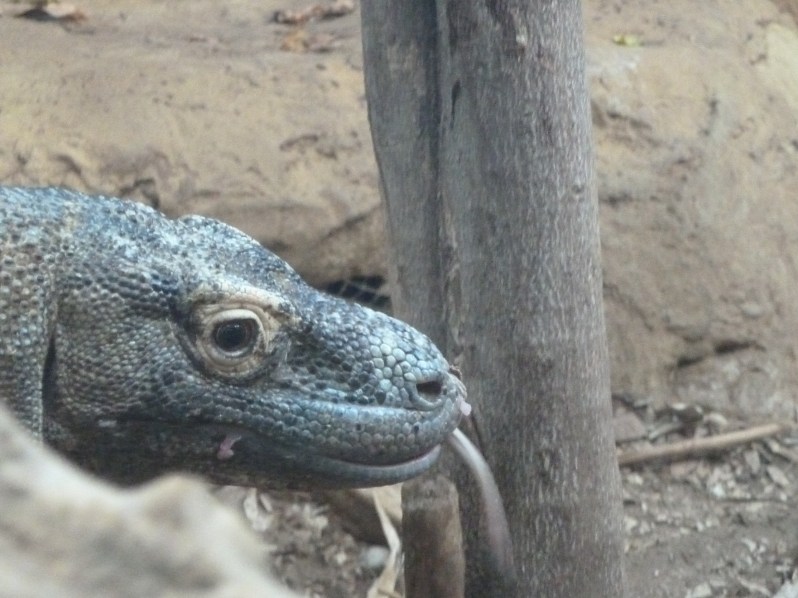 He loved his raw chicken